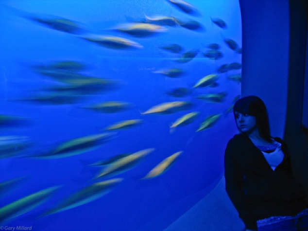 One Fish, Two Fish, 
Red Fish, Blue Fish
Monterey Marine Aquarium CA